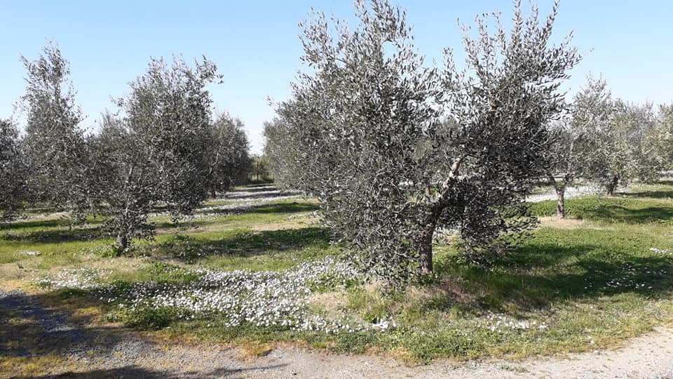 L’oliveto
