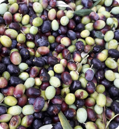 Olive appena raccolte